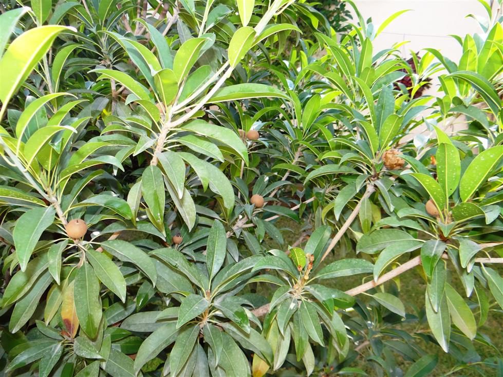 Manilkara zapota